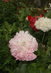 Lovely Flower