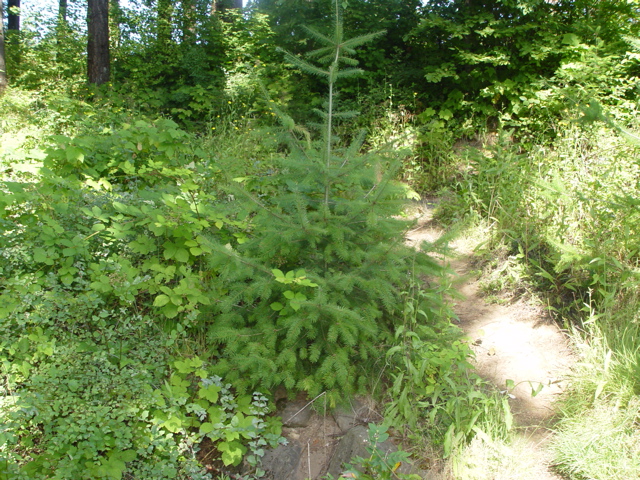 DSC00453